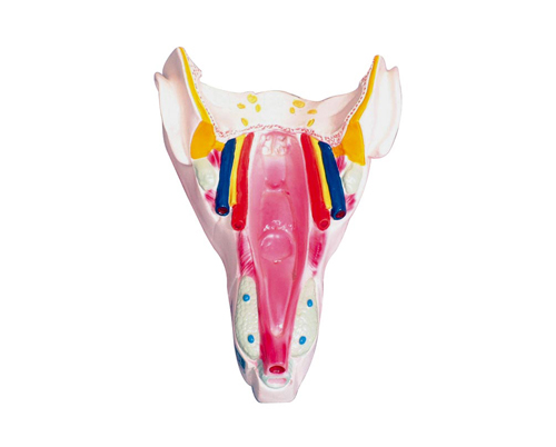 �ʺ��ڼ�ģ��