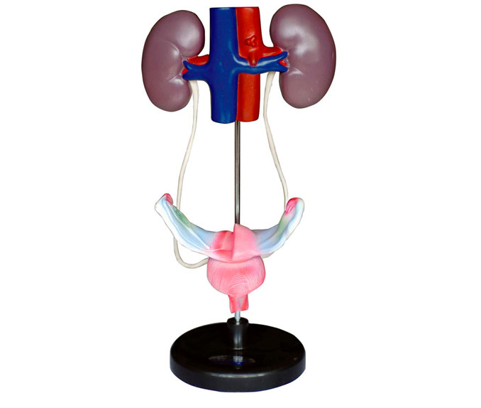 ����������ֳϵ�yģ��