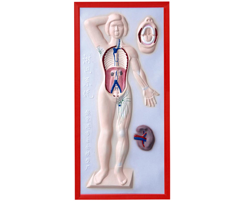 �ܰ�ϵ�y����ģ��