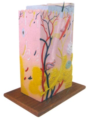 Ƥ�w���w�Y��ģ��