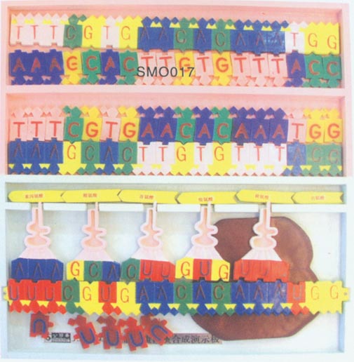 DNA�Y��������ģ��