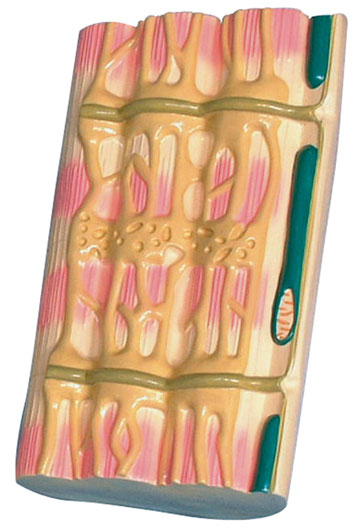 ��������΢�Y��