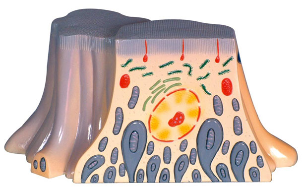 �I�K����С����Ƥ�����ĳ�΢�Y��