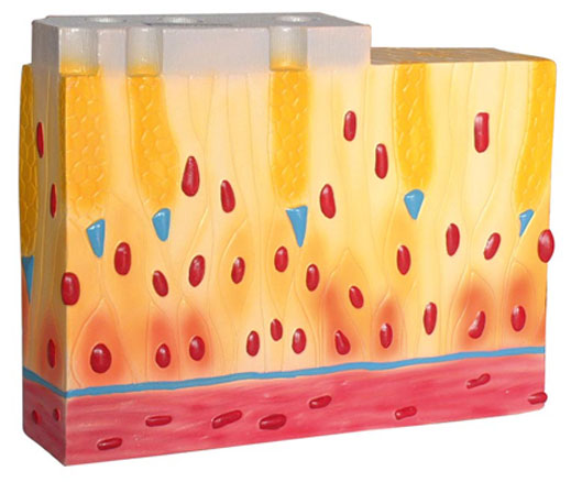 �ُ͌��wë������Ƥ�M��