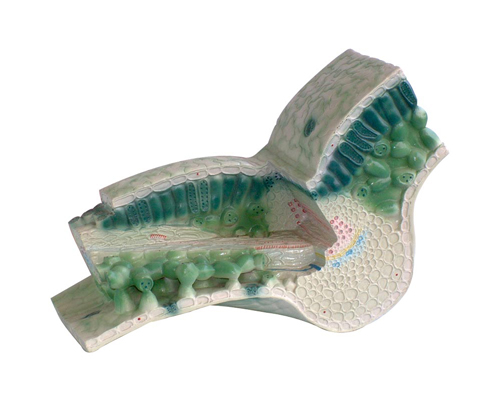 �~��(g��u)��ģ��