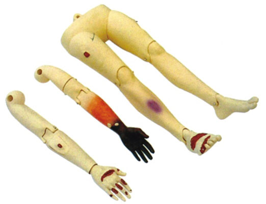 �߼���(chu��ng)����֫ģ��