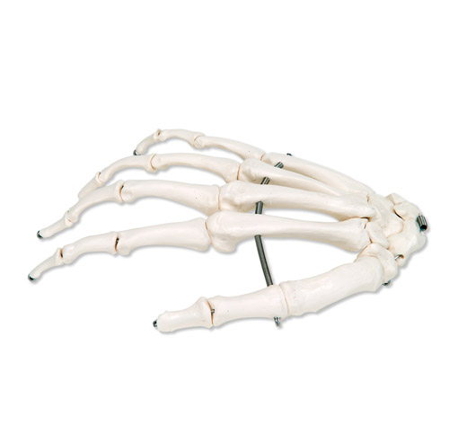 �ֹ��������P䓽z�o�B����